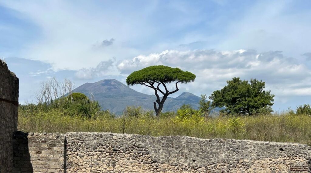 Hvis du drar på (weekend-tur) til Napoli må du få med deg Pompeii. Da vil du kanskje legge merke til dette treet. Weekend-tur til Napoli.